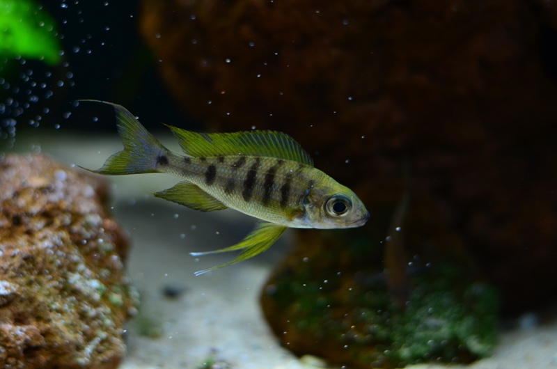 Ophthalmotilapia nasuta 'Kiriza'
